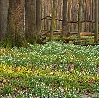 Lužní les v Polanecké nivě